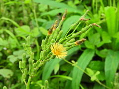 秋野芥子(アキノノゲシ)3 秋野芥子(アキノノゲシ)3