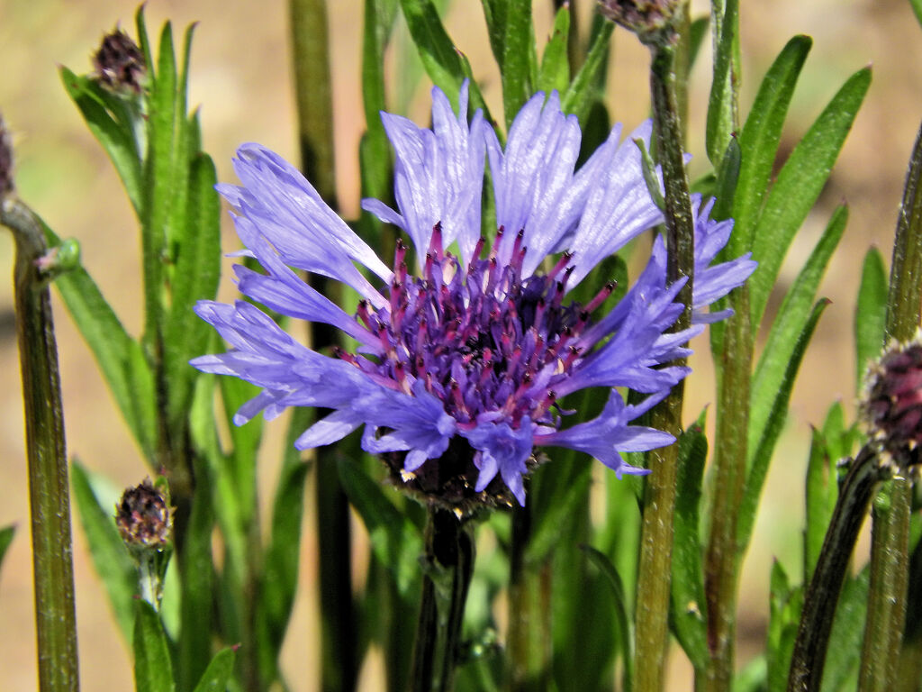 ヤグルマギク（矢車菊）2/2