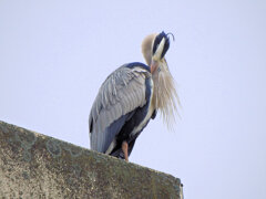 アオサギ　さん　３