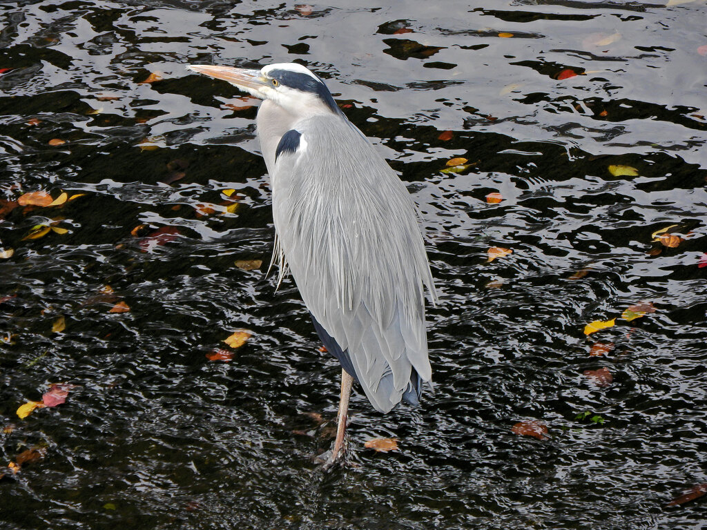 落ち葉は喰えん・・アオサギ　２