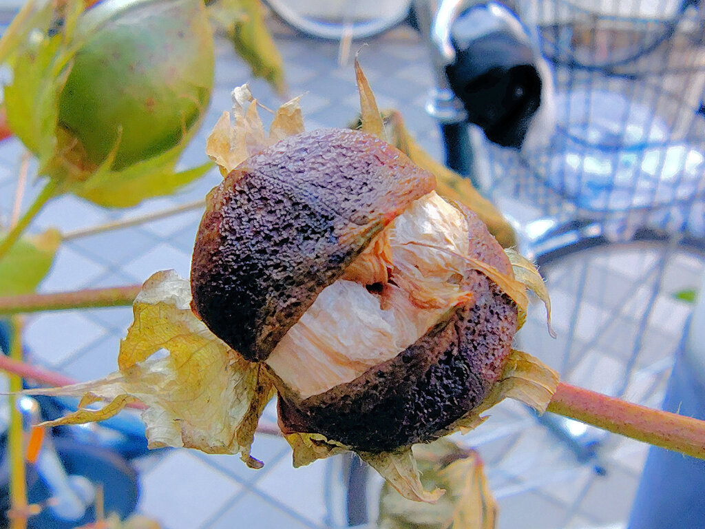 真冬の　綿の実　５