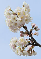 暖地桜桃(だんちおうとう)　３