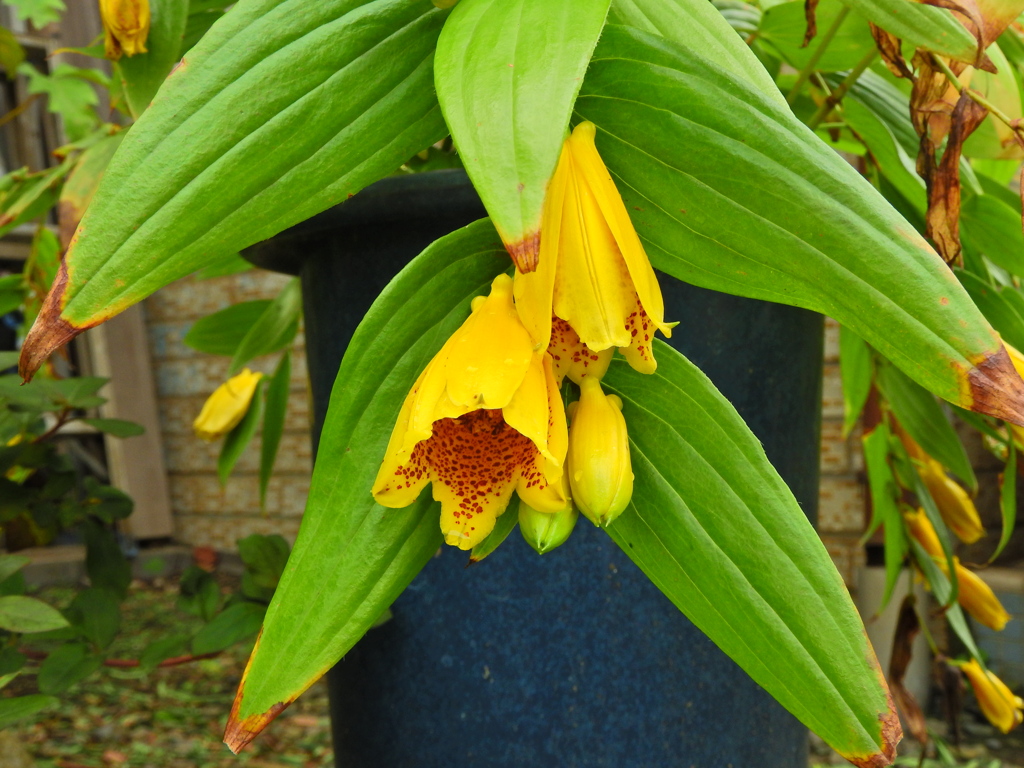 キイジョウロウホトトギス　(紀伊上臈杜鵑草)３