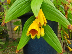 キイジョウロウホトトギス　(紀伊上臈杜鵑草)３