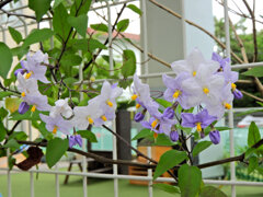 蔓花茄子 （つるはななす）「山保呂志（やまほろし）」３