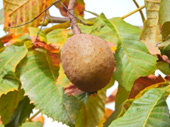 紅花栃の木の実　１