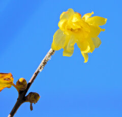 蠟梅（ロウバイ）が開花　１