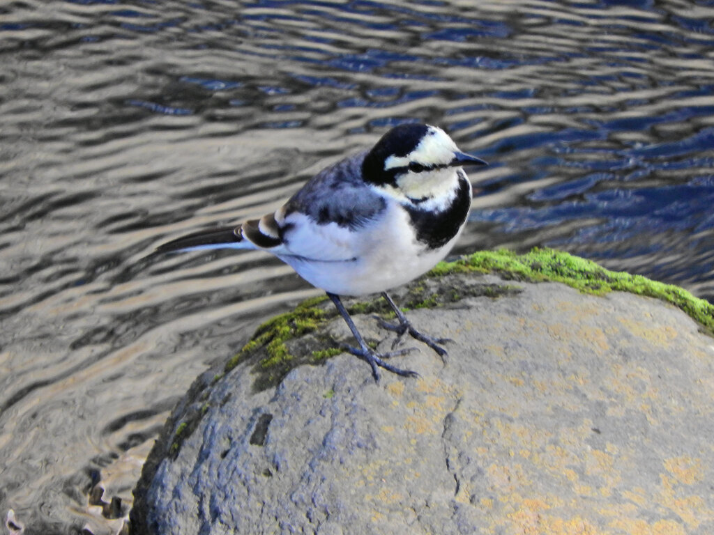 ハクセキレイ　３