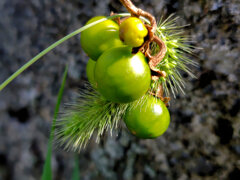 ワルナスビ（悪茄子）（ナス科ナス属）　実　１