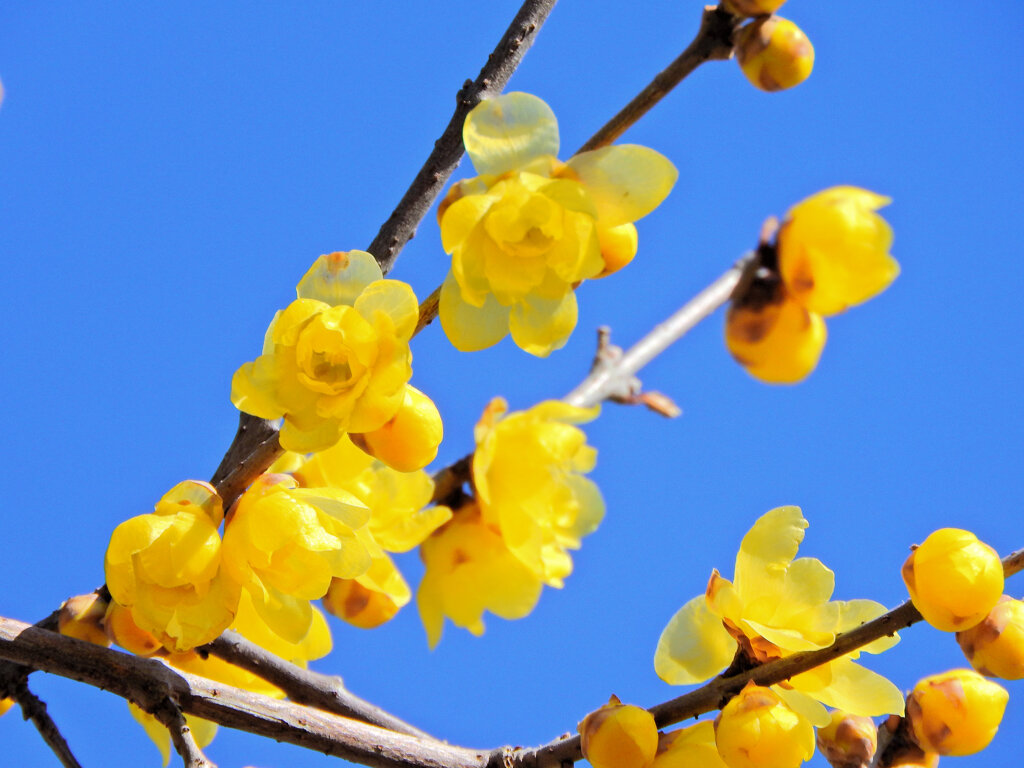 寒風・強風　吹く・・蝋梅　６