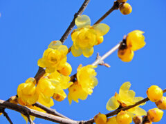 寒風・強風　吹く・・蝋梅　６