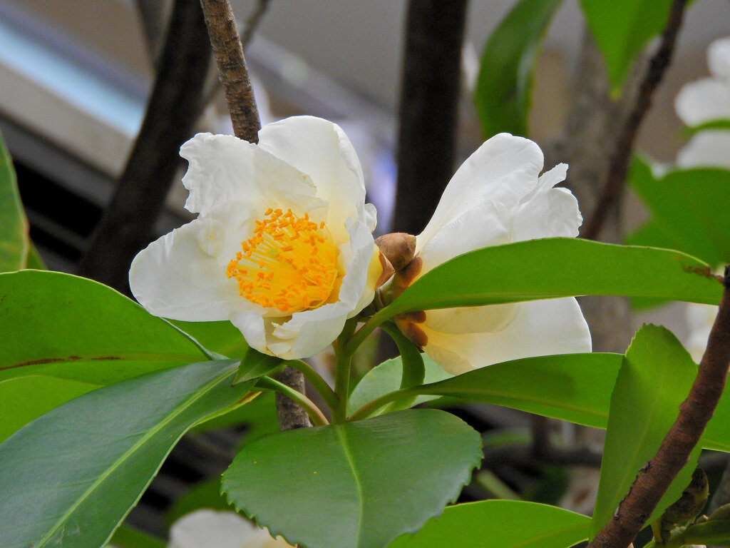 台湾椿（タイワンツバキ）４