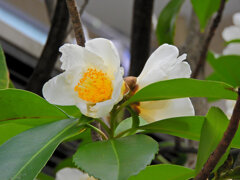 台湾椿（タイワンツバキ）４