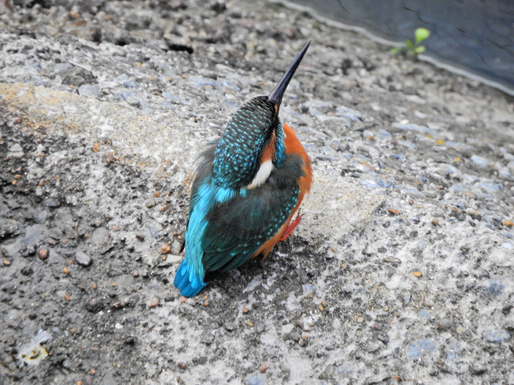 久々のカワセミ　さん　７