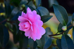 山茶花　（サザンカ）８