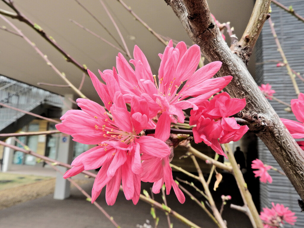  ハナモモ（花桃）菊桃　２