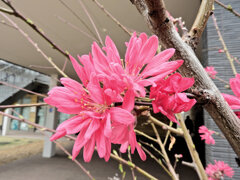  ハナモモ（花桃）菊桃　２