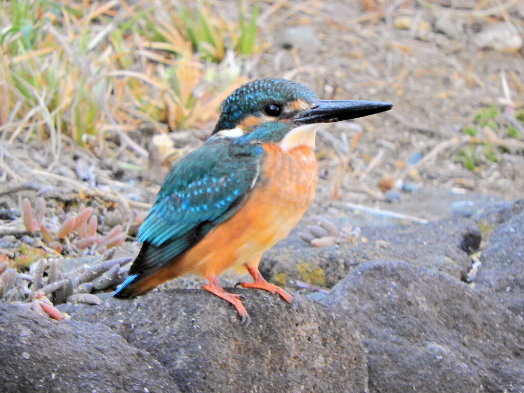 今日のカワセミ　さん　♂　３