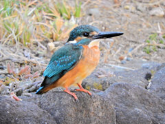 今日のカワセミ　さん　♂　３