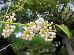 「白実の小紫」の実 1 「白実の小紫」の実 1