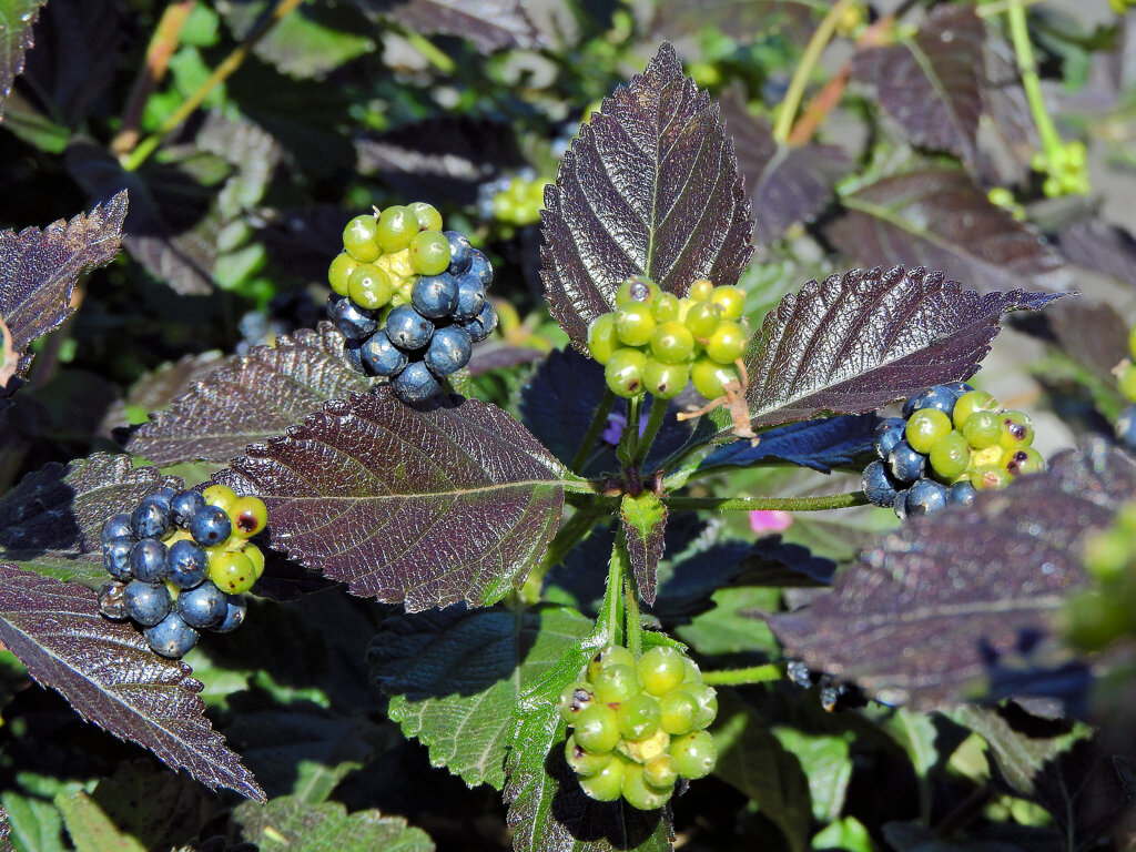 ランタナの実　２