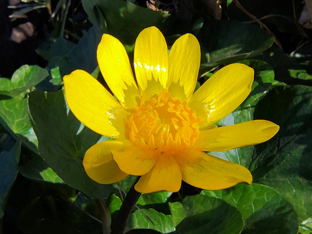 ヒメリュウキンカ（姫立金花）５