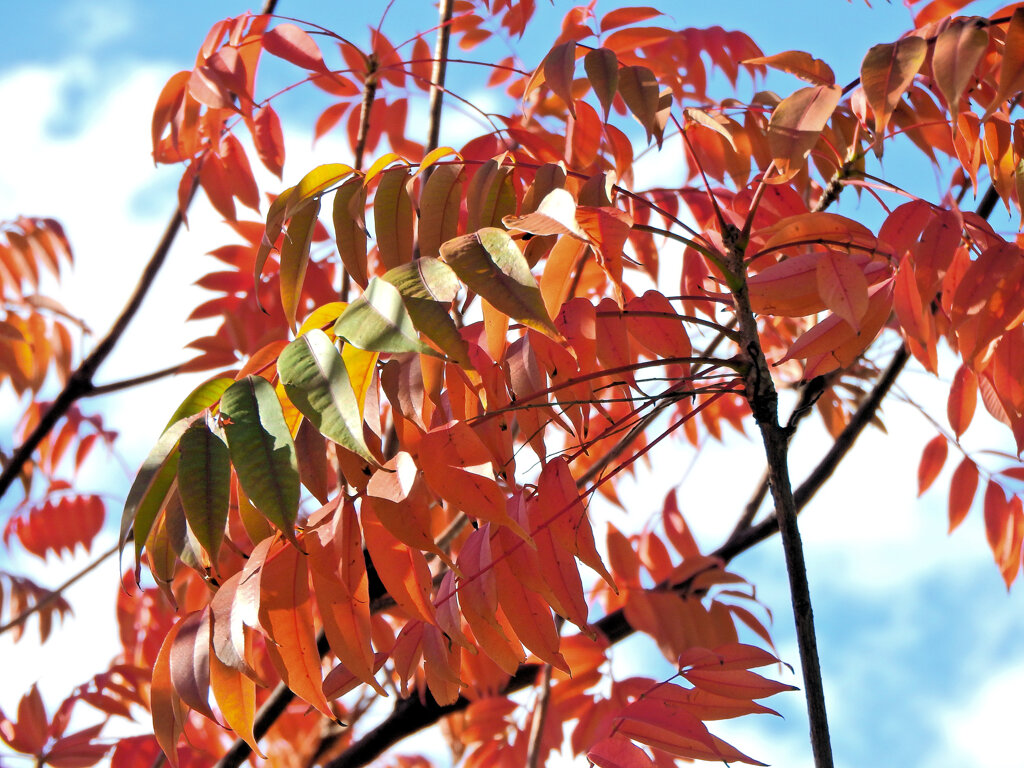 「山黄櫨（やまはぜ）」（紅葉）５