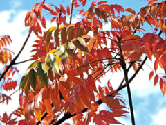 「山黄櫨（やまはぜ）」（紅葉）５