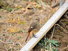 ジョビ子さんと遊んだ(∩.∩）　２