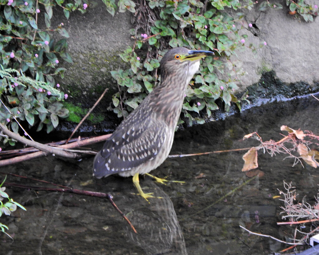 ホシゴイ（ゴイサギの幼鳥）鯔を捕獲　５
