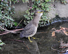 ホシゴイ(ゴイサギの幼鳥)鯔を捕獲 5 ホシゴイ(ゴイサギの幼鳥)鯔を捕獲 5