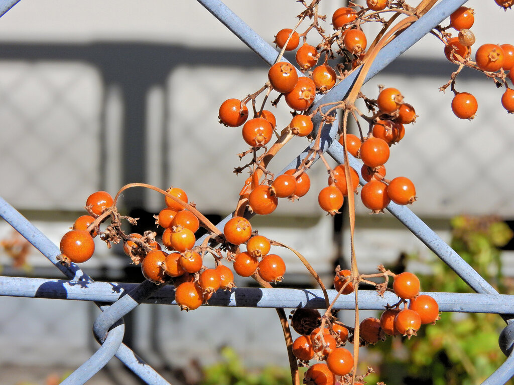 屁糞蔓 （へくそかずら）（実）３