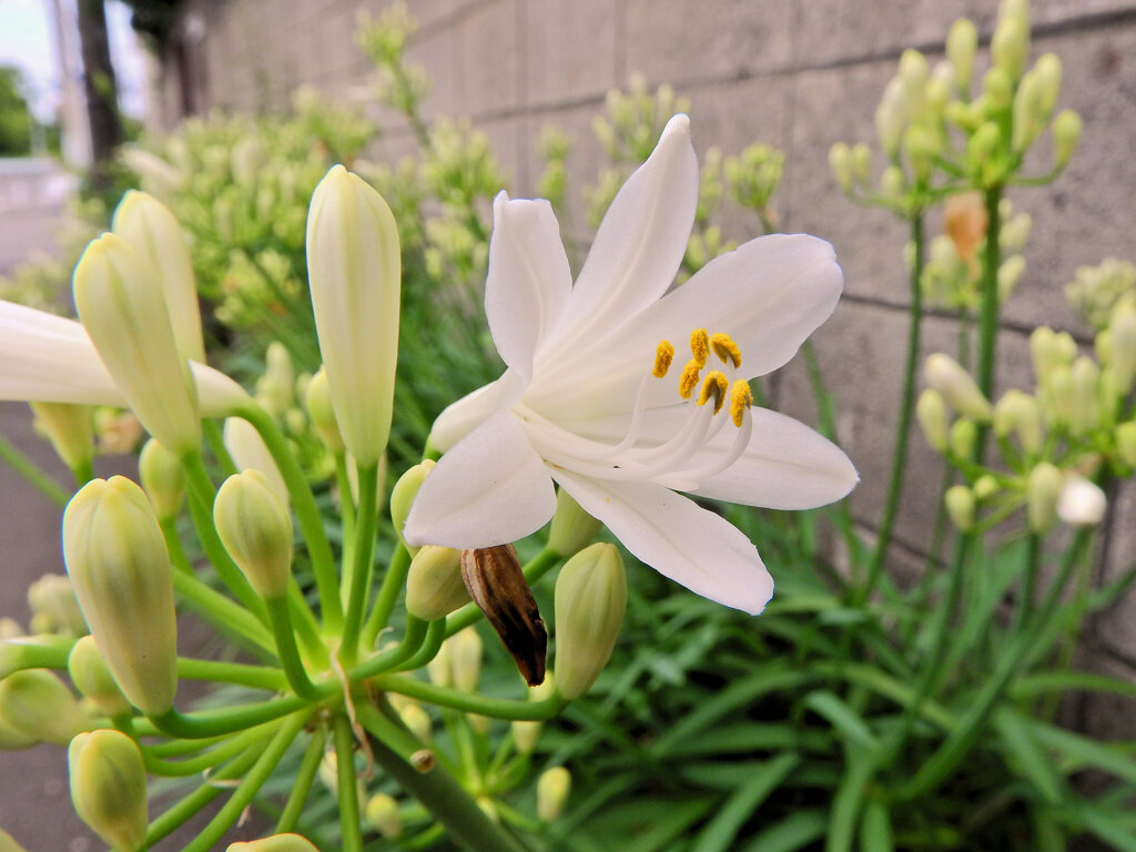 アガパンサス　白花　５