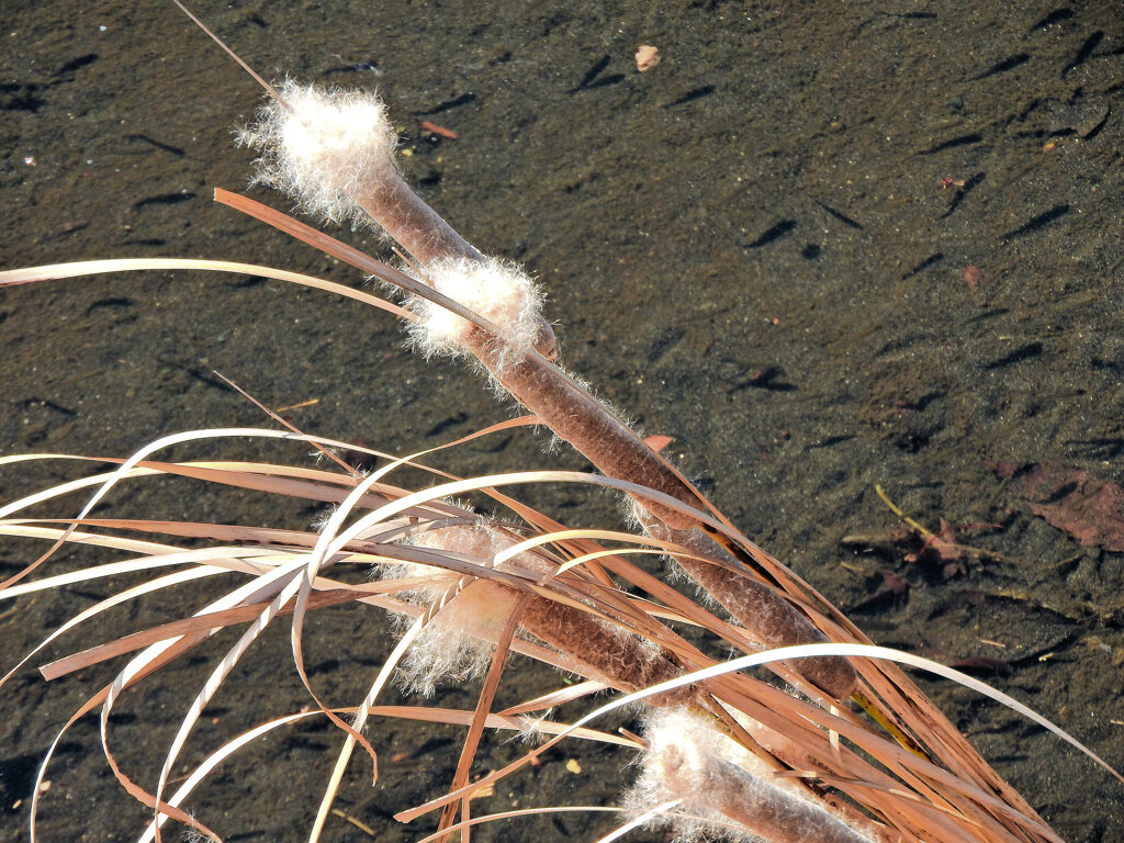 「がまの穂」（蒲の穂）３