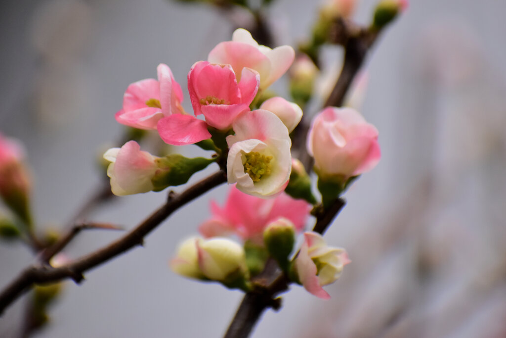 ぼぉけぇ～木瓜の花　１