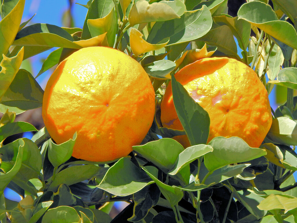 しまだいだい（縞橙、地球柑）４