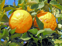 しまだいだい（縞橙、地球柑）４