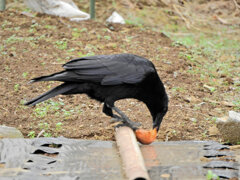 カラスが民家の柿の木から盗んで・・３