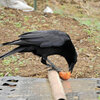 カラスが民家の柿の木から盗んで・・３