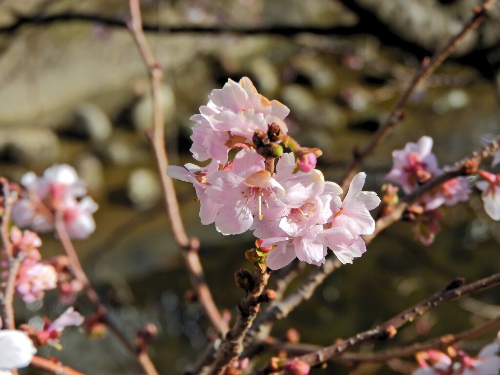 二ヶ領用水路で　十月桜　３