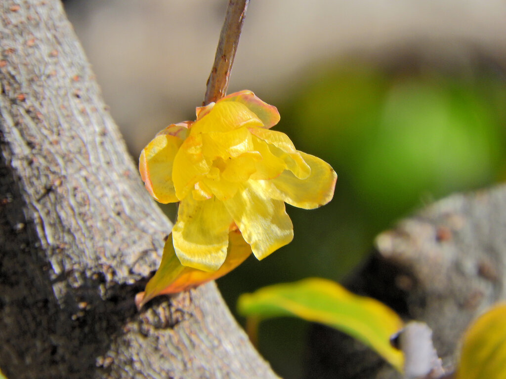 蠟梅（ロウバイ）が開花　３
