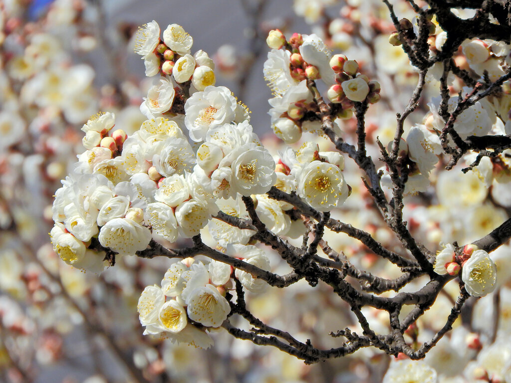 今日の白梅　６