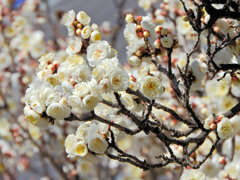 今日の白梅　６