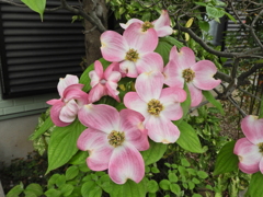 在庫処分・花水木ピンク　２
