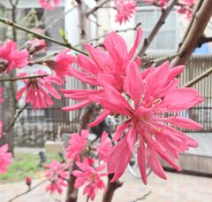  ハナモモ（花桃）菊桃　７