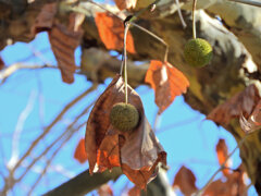 鈴懸の木 （すずかけのき） （プラタナス）４