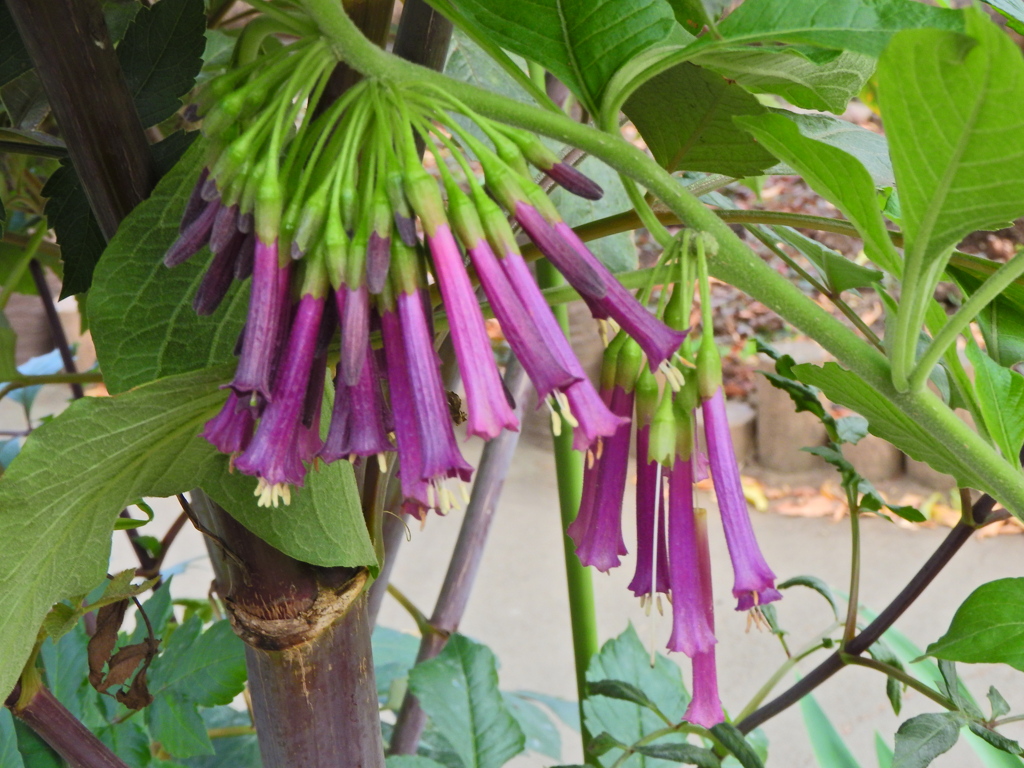 イオクロマ・キアネウ　１