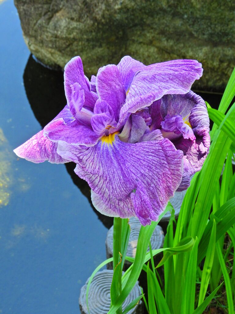 花菖蒲　９