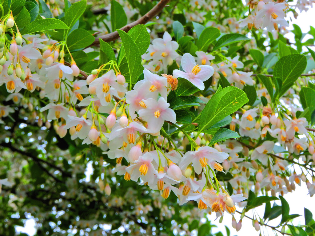 エゴノキ　薄いピンクの花　１