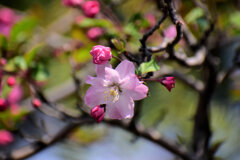 花海棠 （はなかいどう）２